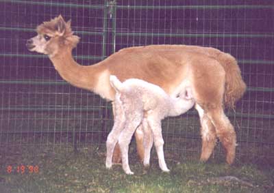 Lamina Nursing