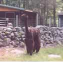 Lyman