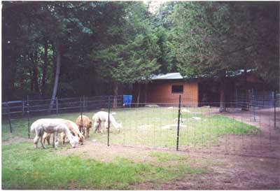 Barn and Pasture